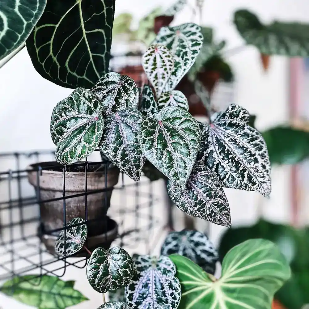 پایپر اورناتوم