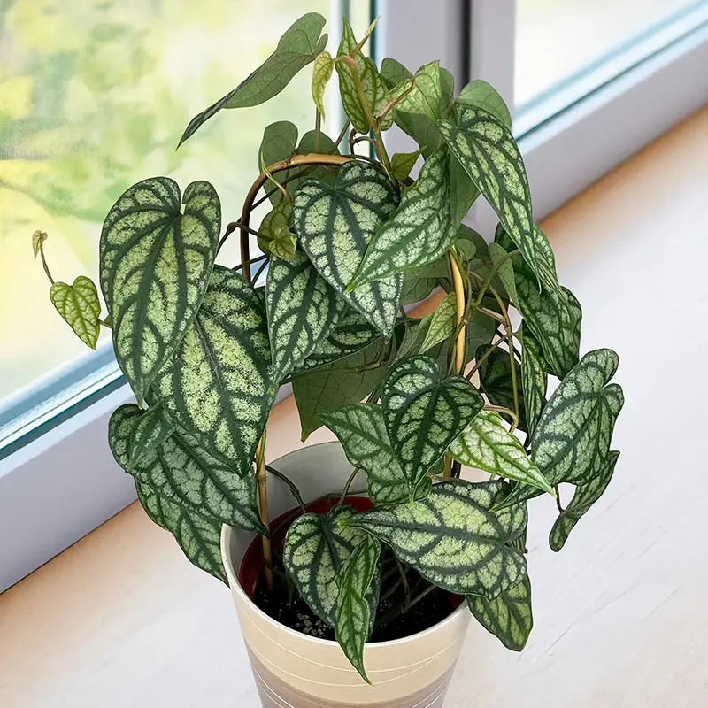 piper_sylvaticum پایپر