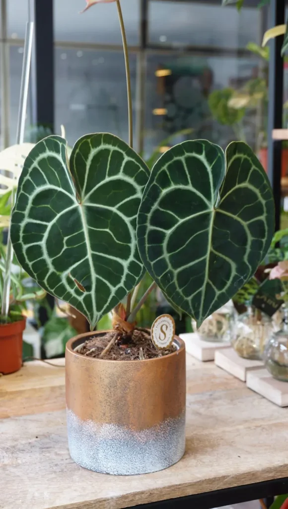 studioplantesraresstrasbourgjungleanthuriumclarinervium آنتوریوم