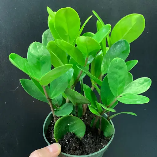 زاموفیلیا کلاسیک