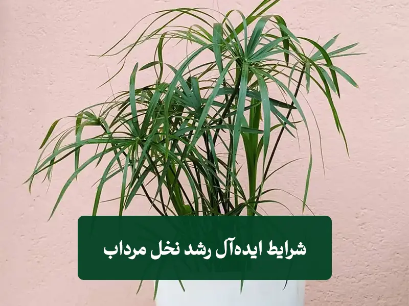 تکثیر نخل مرداب