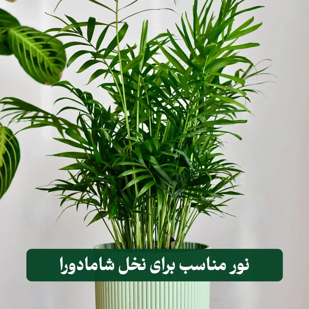 شامادورا بزرگ