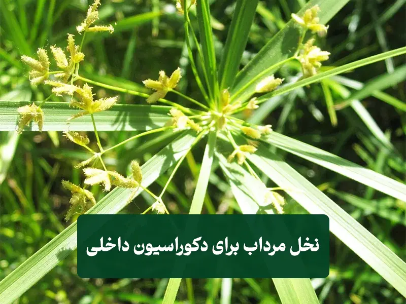 گیاه نخل مرداب