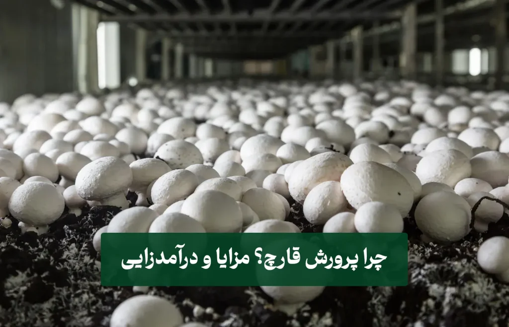 ر چرا پرورش قارچ؟ مزایا و درآمدزایی