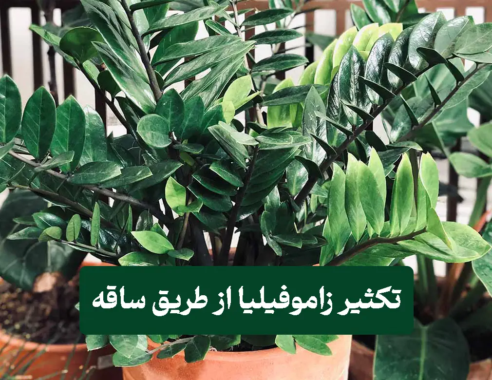 تکثیر زاموفیلیا از طریق ساقه