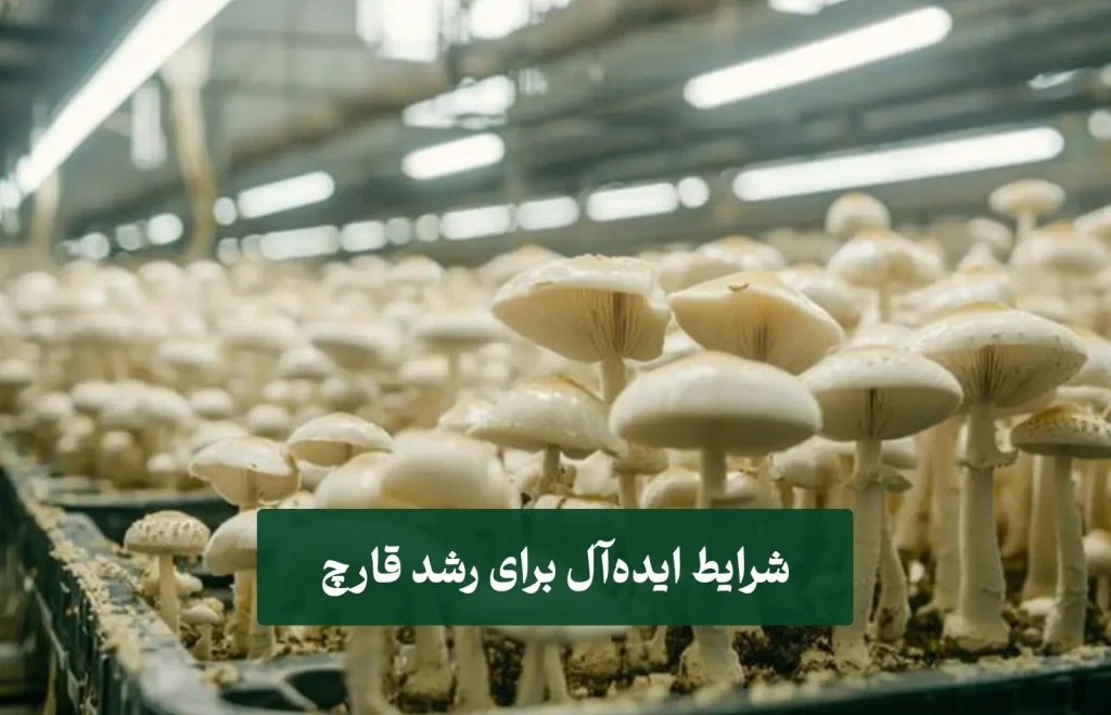 زر (1) پرورش قارچ صدفی