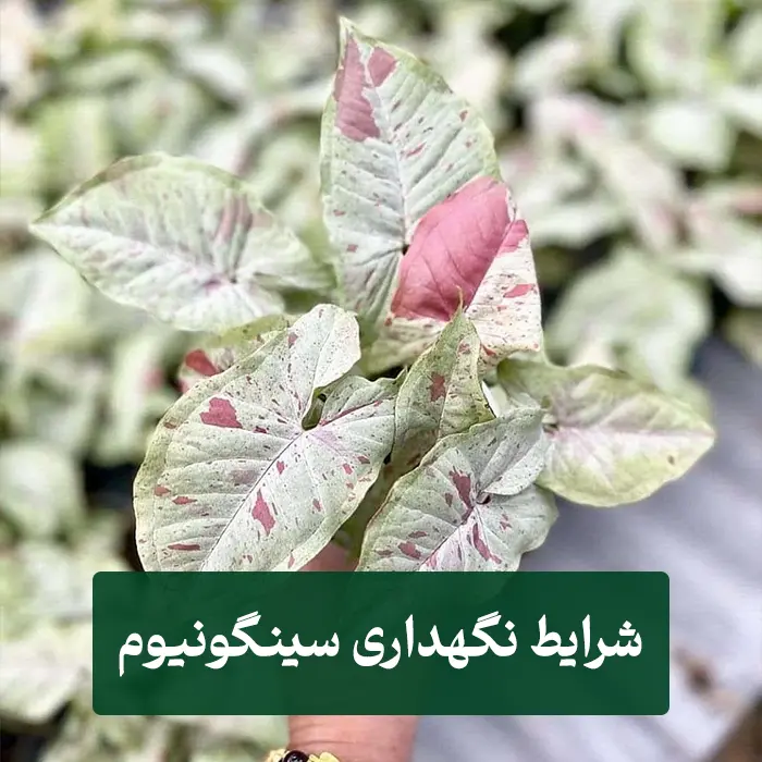 سینگونیوم میلک کانفتی