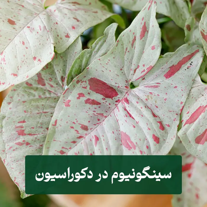 سینگونیوم در دکوراسیون