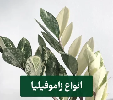 انواع زاموفیلیا