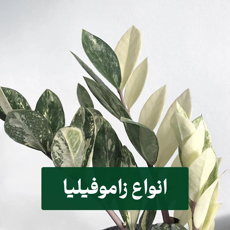 انواع زاموفیلیا