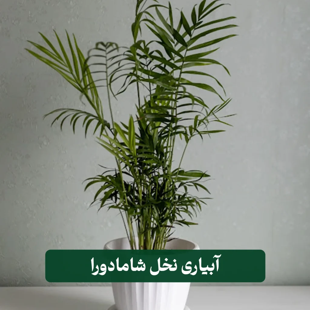 آبیاری شامادورا