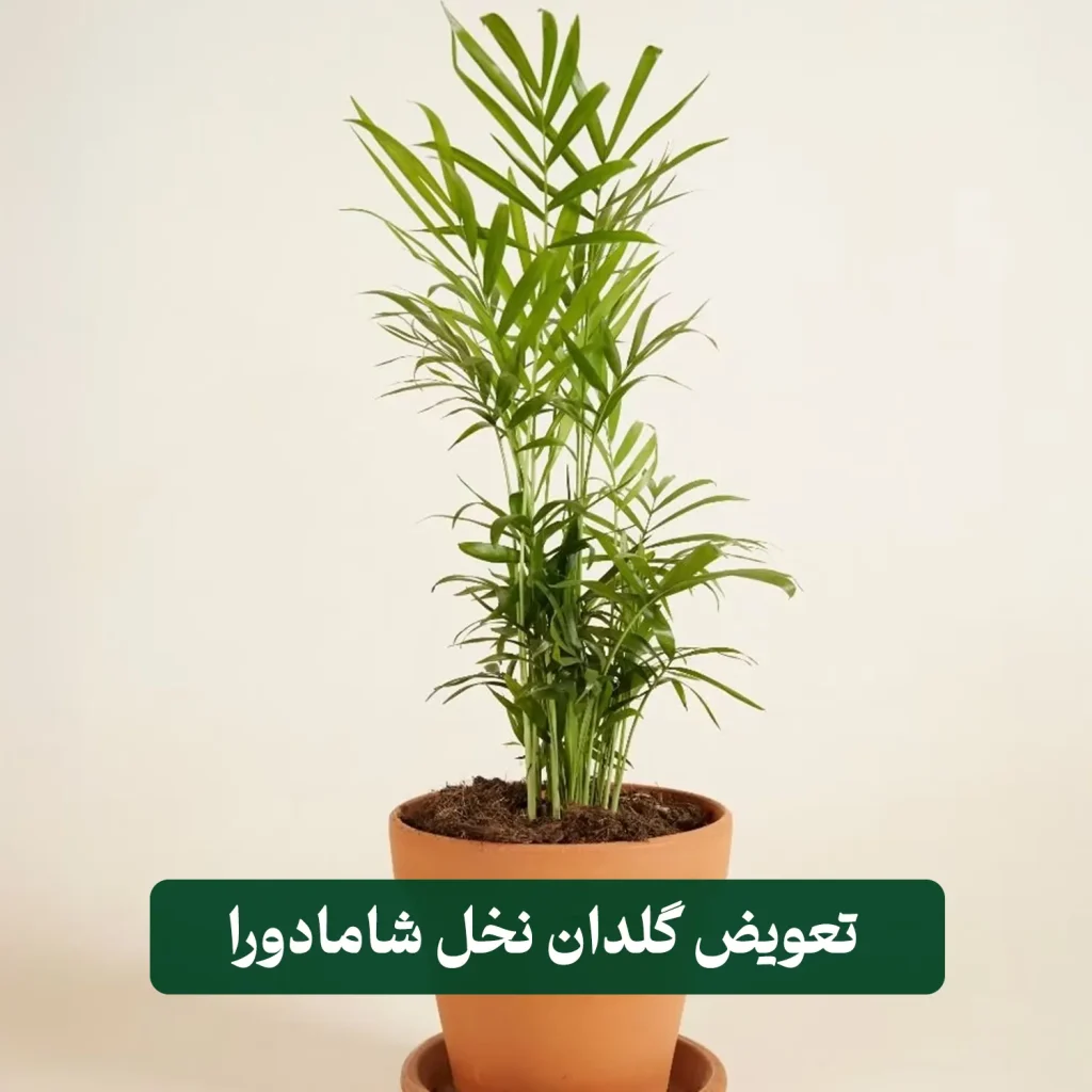 شامادورا الگانس