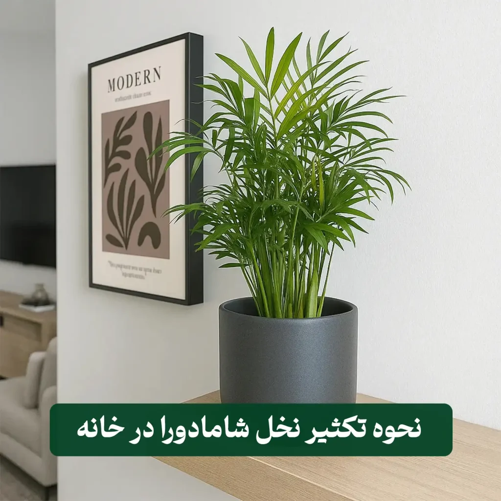 تکثیر نخل شامادورا