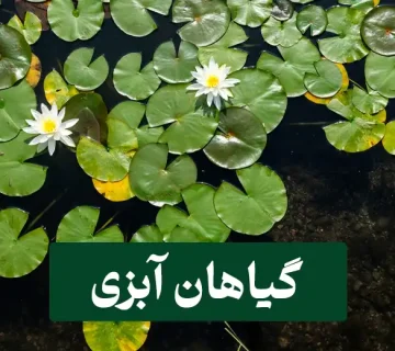 گیاهان آبزی