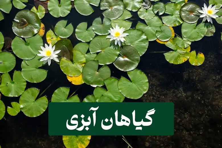 گیاهان آبزی | ریههای آبی زمین 1 گیاهان آبزی