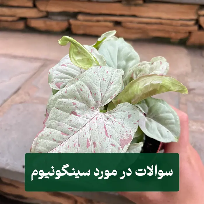 آفات سینگونیوم