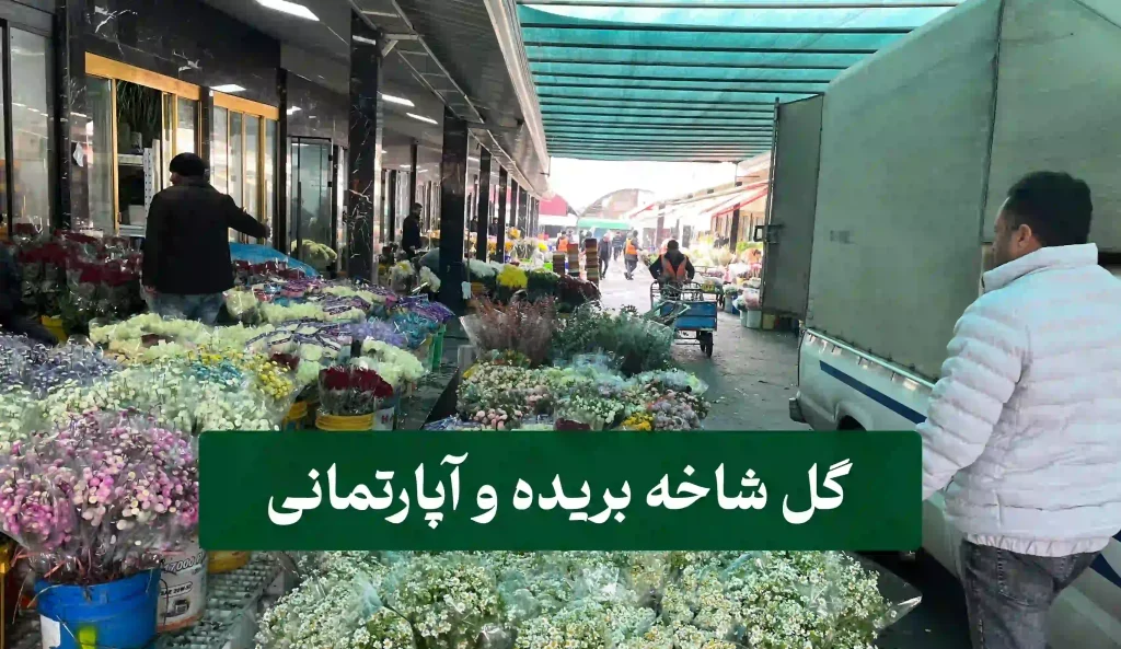 گل و گیاه آپارتمانی