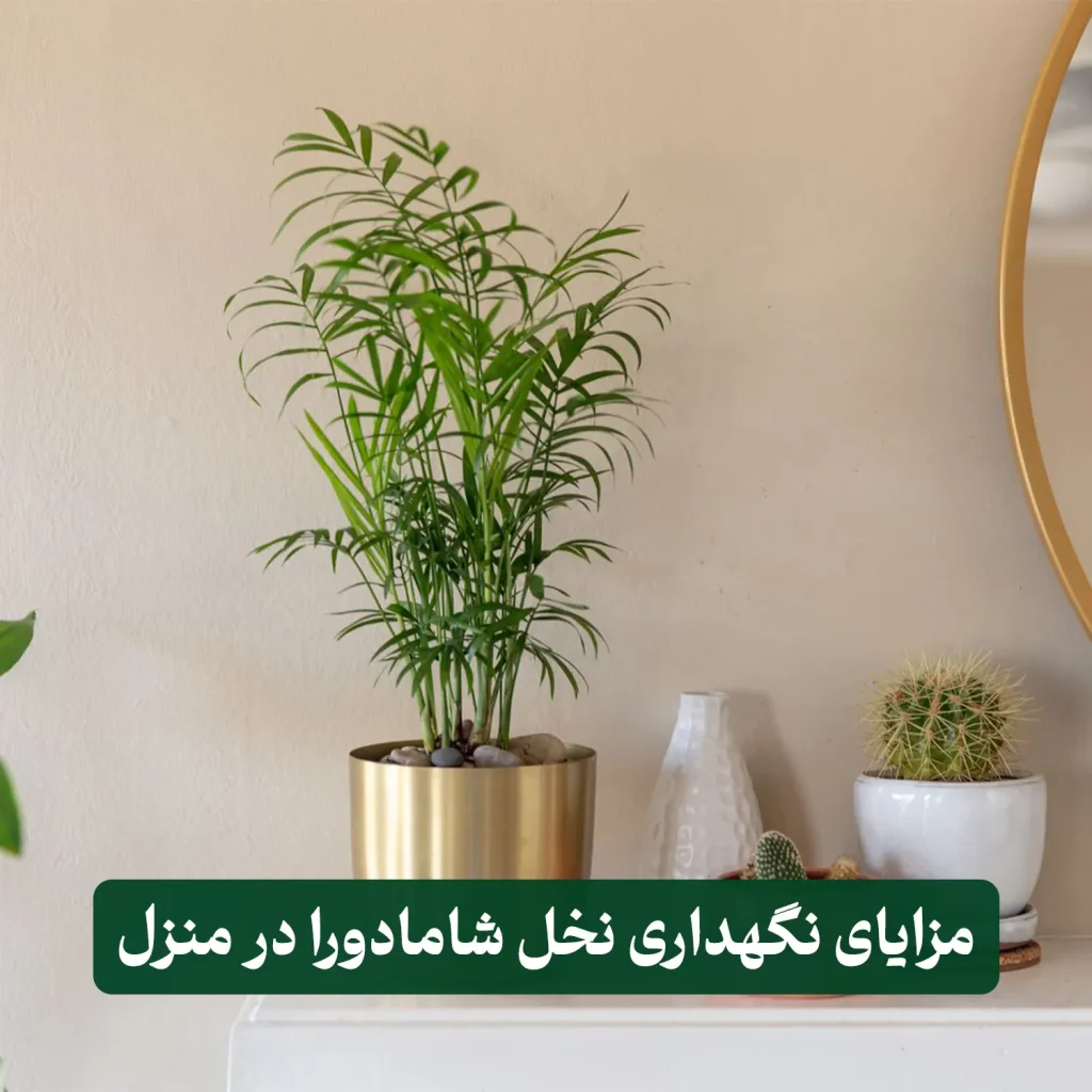 شامادورا الگانس