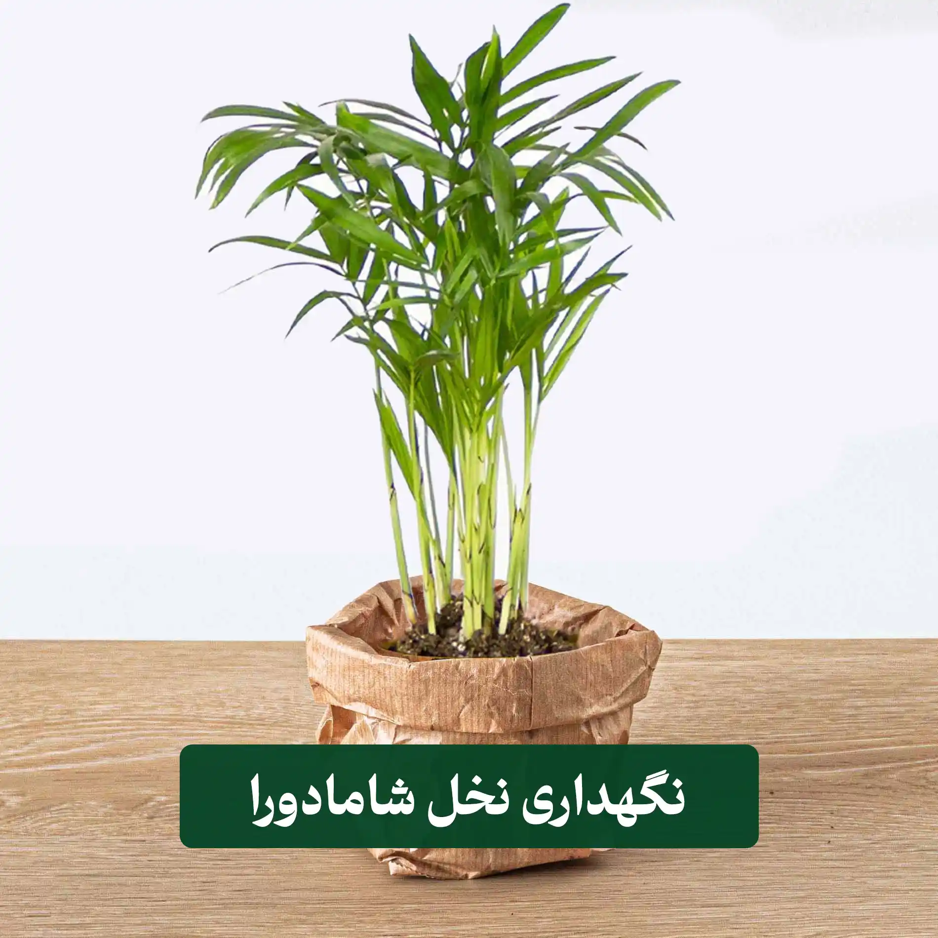 نگهداری نخل شامادورا