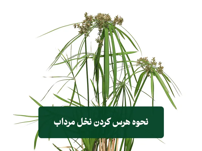 هرس کردن نخل مرداب