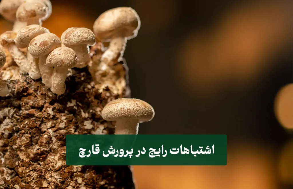 صث پرورش قارچ در اتاق 12 متری