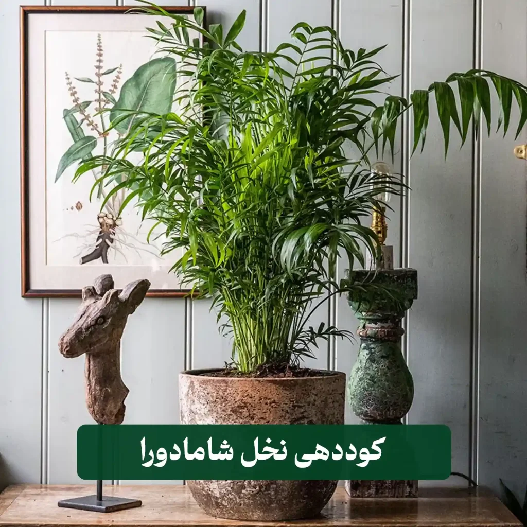 کوددهی نخل شامادورا