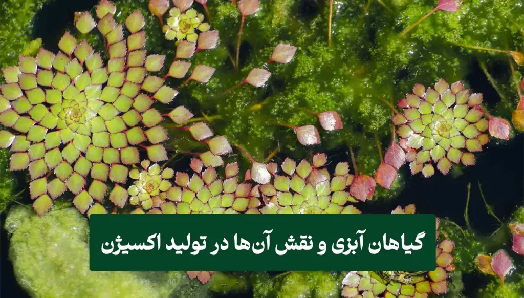صسصصصص گیاهان آبزی و نقش آنها در تولید اکسیژن
