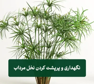 چگونه نخل مرداب پرپشت داشته باشیم