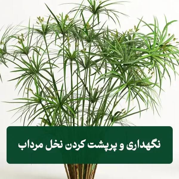 چگونه نخل مرداب پرپشت داشته باشیم