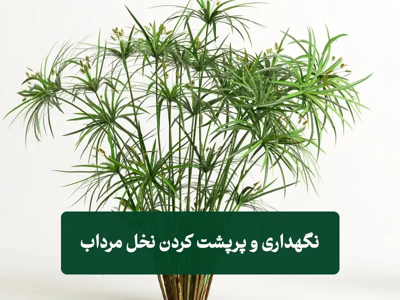 چگونه نخل مرداب پرپشت داشته باشیم