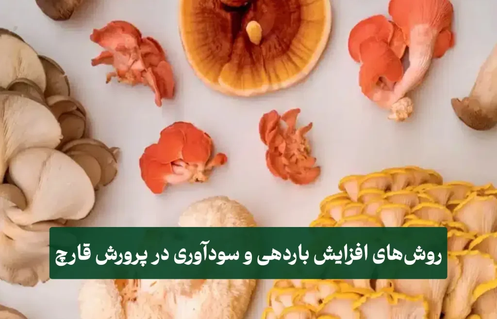 لا باردهی قارچ