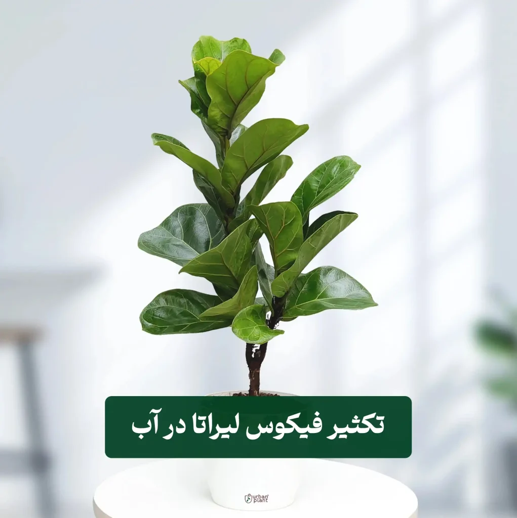 یزی فیکوس جنگلی