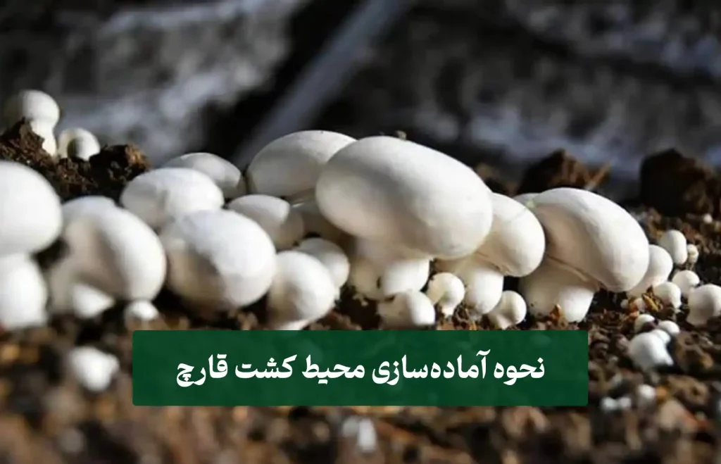 یس پرورش قارچ گانودرما