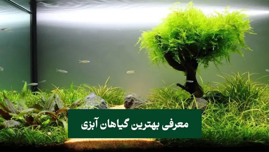 یسززز معرفی بهترین گیاهان آبزی