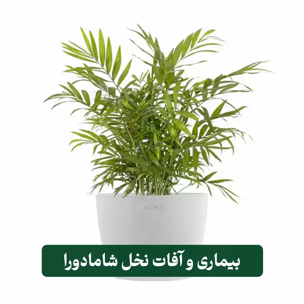 خرید گیاه شامادورا
