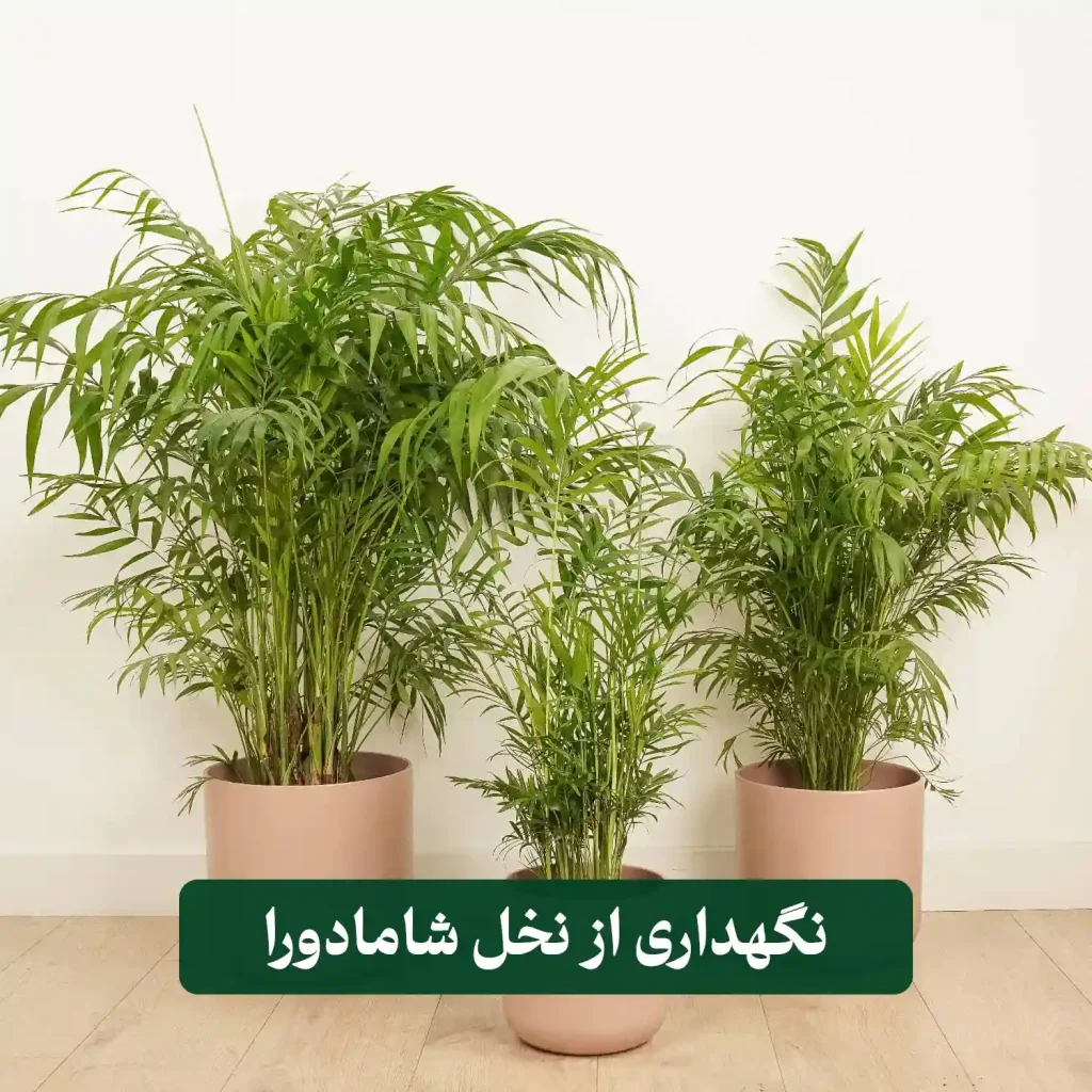 نگهداری از نخل شامادورا