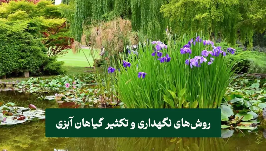 ییز روشهای نگهداری و تکثیر گیاهان آبزی