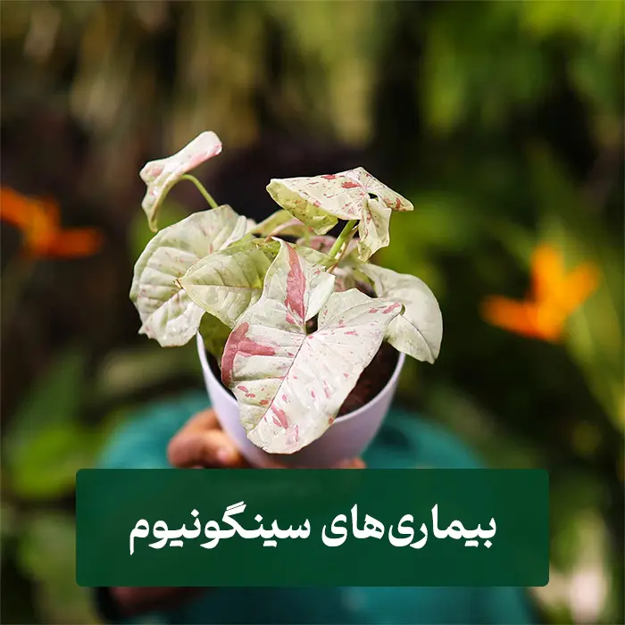 بیماری سینگونیوم