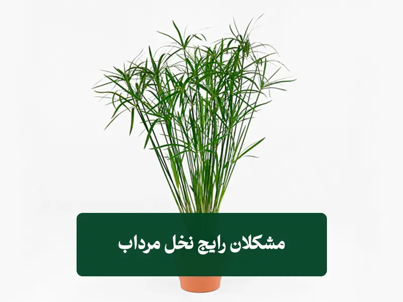 مشکلات رایج نخل مرداب