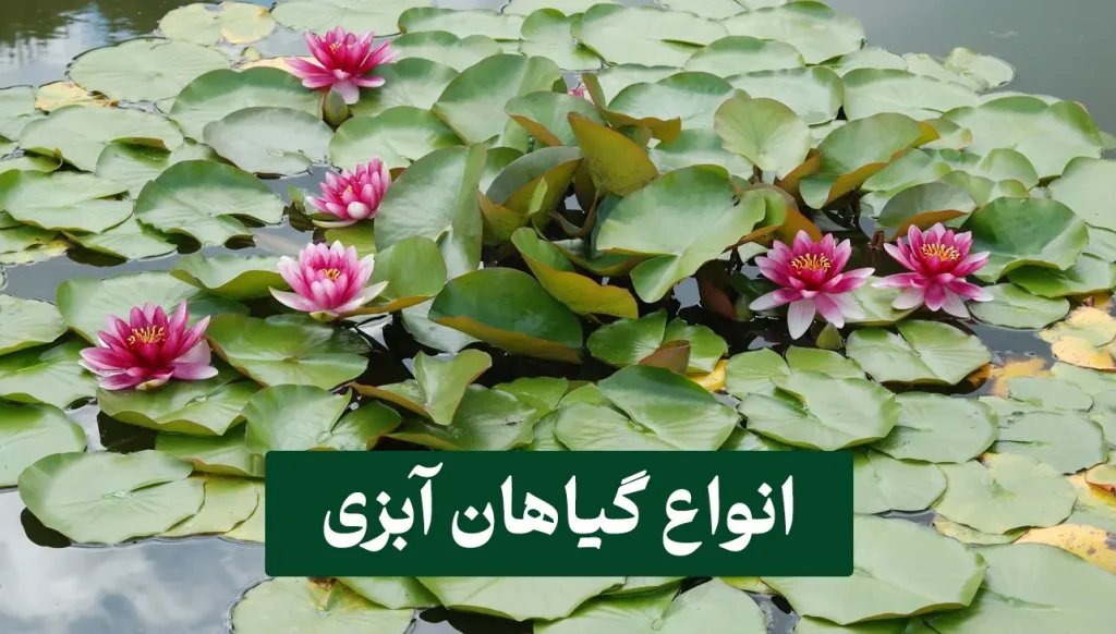 ۱ض انواع گیاهان آبزی