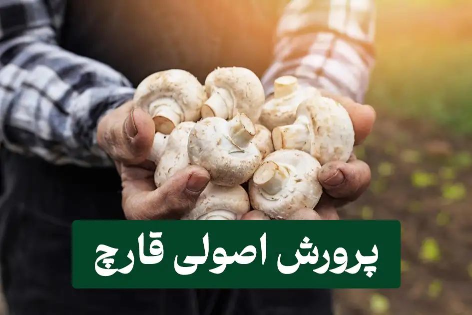 پرورش قارچ در منزل 1 پرورش قارچ