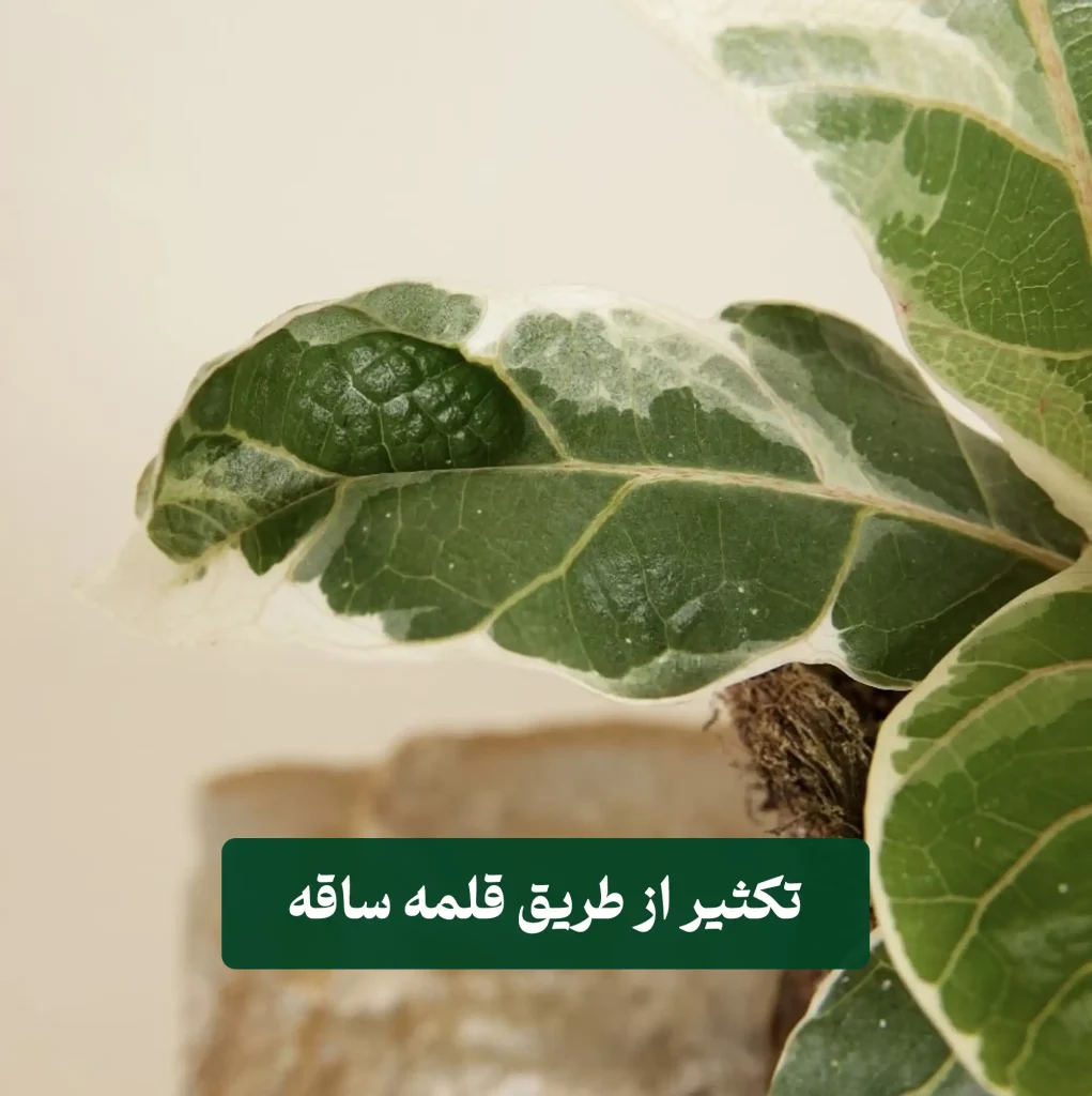 ۱۱ض (1) فیکوس لیراتا