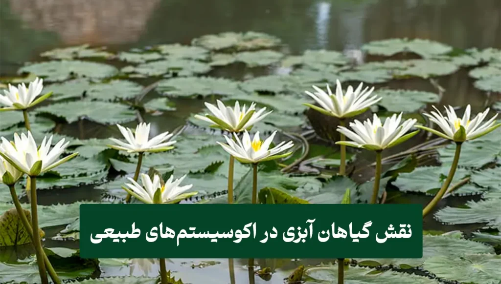 ۲ض نقش گیاهان آبزی