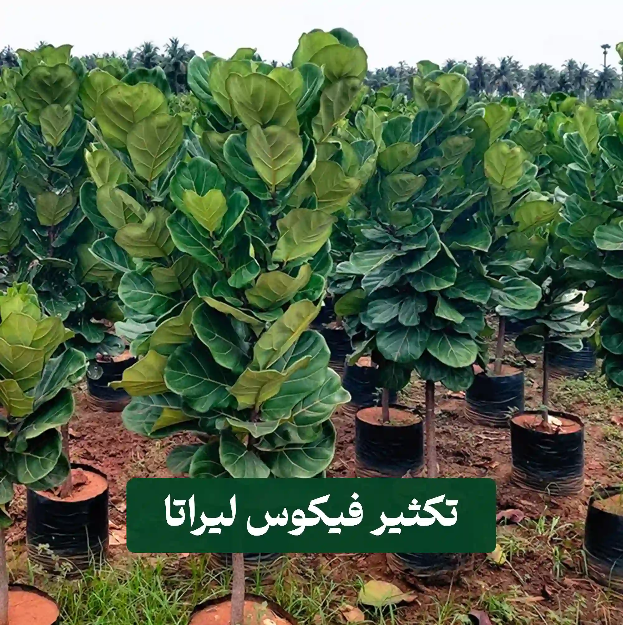 تکثیر فیکوس لیراتا 1 تکثیر فیکوس لیراتا