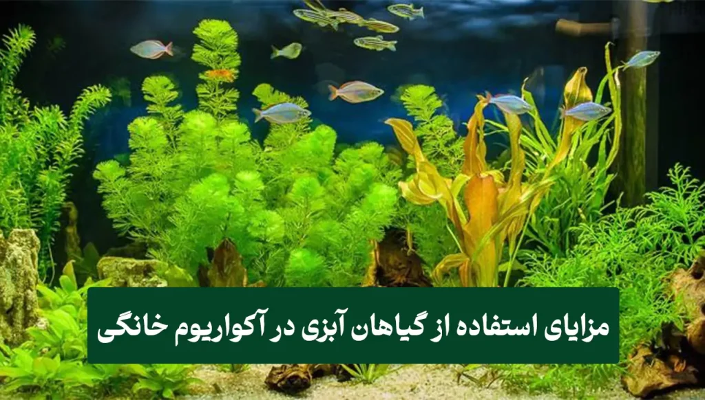 ۳ص گیاهان آبزی در آکواریوم