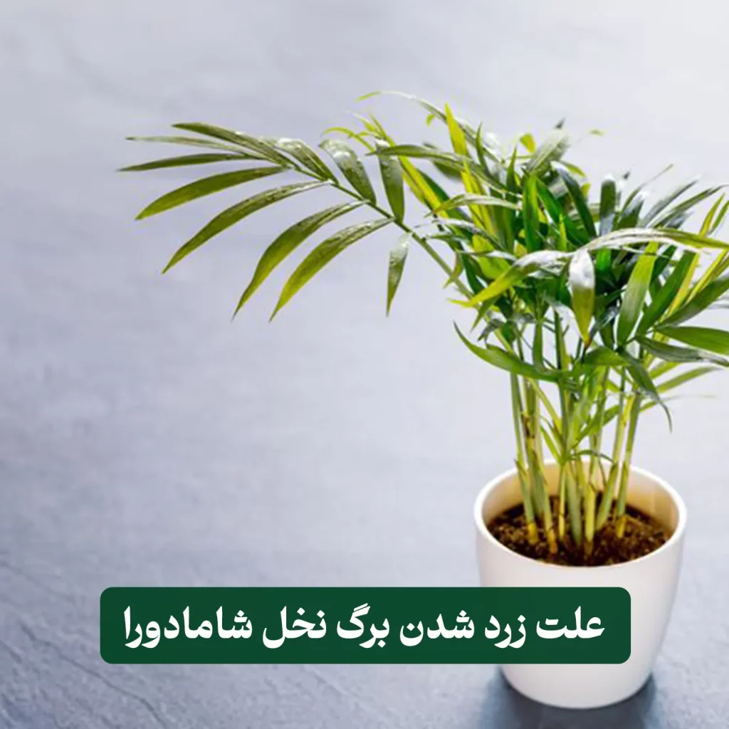 شامادورا بزرگ