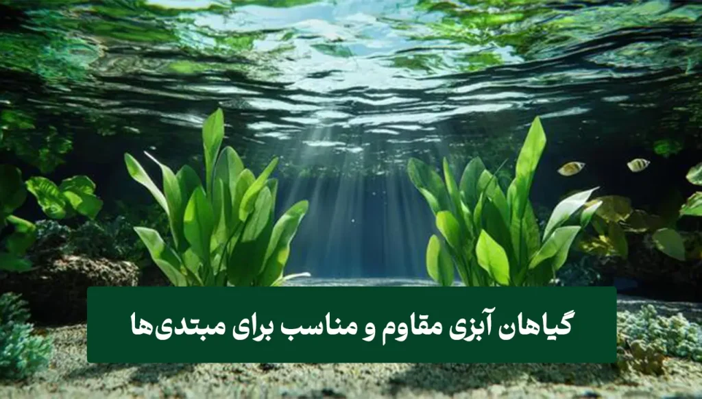 ۴ث گیاهان آبزی برای افراد مبتدی