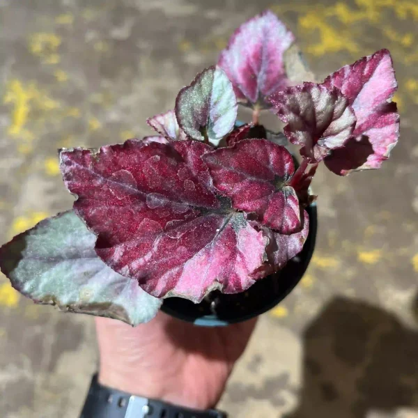 بگونیا رد کیس