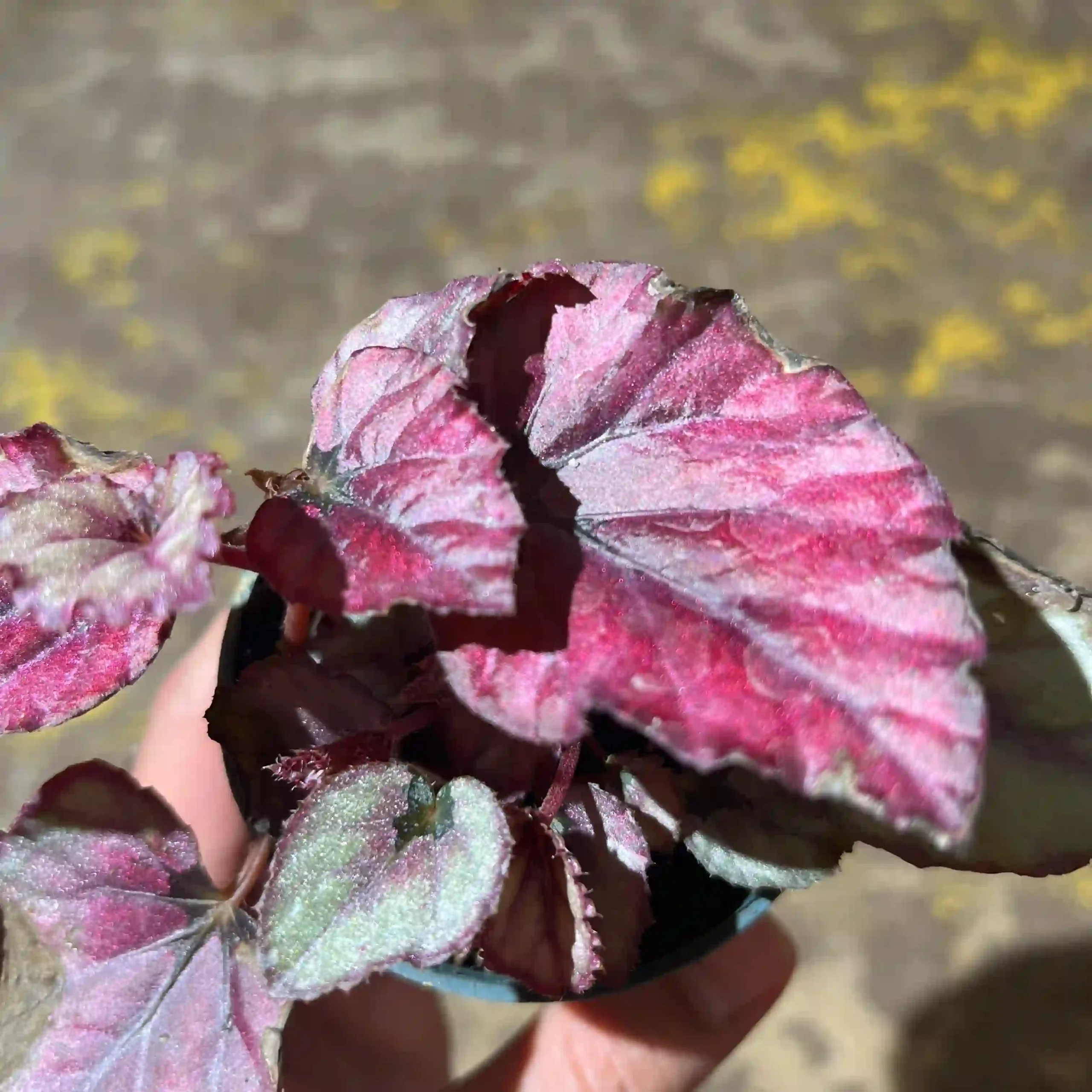 بگونیا رد کیس 3 بگونیا