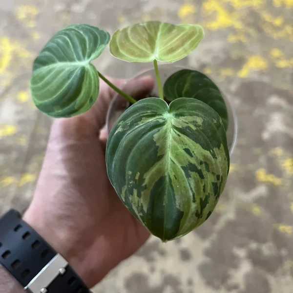 فیلودندرون ملانو ابلق